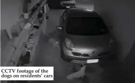  ??  ?? CCTV footage of the dogs on residents’ cars