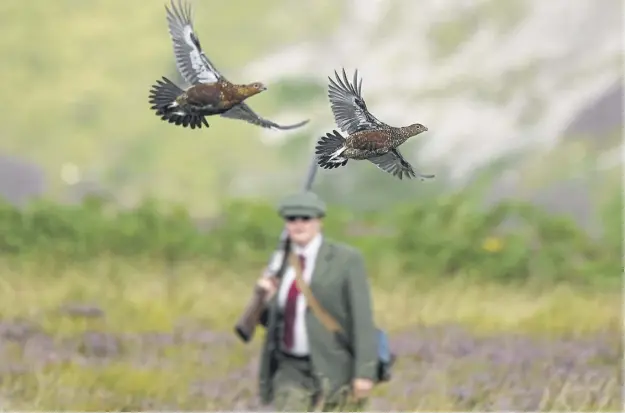  ?? PICTURE: JEFF J MITCHELL/GETTY IMAGES ?? Licensing schemes for the killing of red grouse will be establishe­d after the Scottish Parliament passed the Wildlife Management and Muirburn (Scotland) Bill