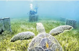 Seagrass: Unsung hero of Caribbean blue carbon - PressReader