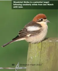  ?? ?? Woodchat Shrike is a potential target following southerly winds from late March until June.