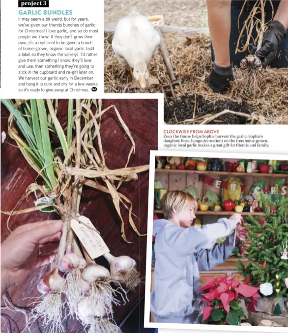  ?? ?? Zeus the Goose helps Sophie harvest the garlic; Sophie’s daughter, Rose, hangs decoration­s on the tree; home-grown, organic local garlic makes a great gift for friends and family.