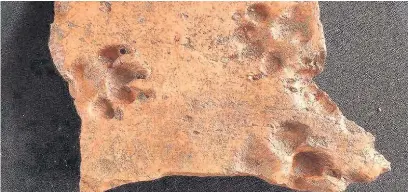  ??  ?? Badger footprint in Roman tile