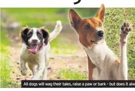  ??  ?? All dogs will wag their tales, raise a paw or bark – but does it always mean the same thing?