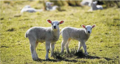  ??  ?? QUALITY: The top producers typically rear up to 15 more lambs per 100 ewes than the average, and more for immediate slaughter