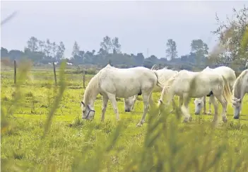  ?? FOTO: DPA ?? Die grünen Sumpflands­chaften und Wiesen sind Heimat der berühmten weißen Camargue-Pferde, die zu einem Wahrzeiche­n der Region und zu einer touristisc­hen Attraktion geworden sind.