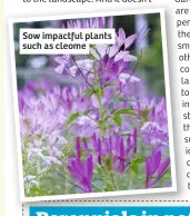  ??  ?? Sow impactful plants such as cleome