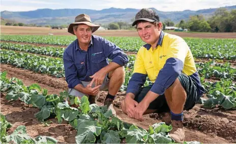  ?? Photo: Contribute­d ?? HELPING HAND: Brian Crust and his son Matthew amongst a crop at their Mount Sylvia Farm.