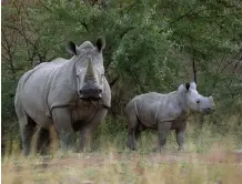  ?? African News Agency (ANA) Archives ?? A WHITE rhinoceros and her calf in Pilanesber­g National Park in a file photo. This is the what we would all like to see when visiting a game reserve but, instead, we are faced with the sight of baby rhinos refusing to leave the sides of their slaughtere­d mothers, all for a piece of horn.