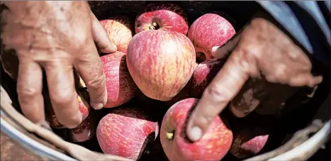  ?? ARIEL SCHALIT/AP ?? Farmer Noraldeen Masoud holds apples harvested from his farmland in the Israeli-controlled Golan Heights.