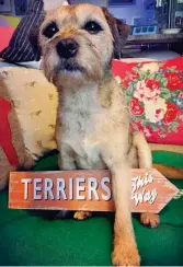  ??  ?? SIR JACK SPRATTICUS, 7 @jackspratt­71 (1,580 followers). Border terrier. Assistance dog. Friends for Life finalist at Crufts with owner Vanessa Holbrow