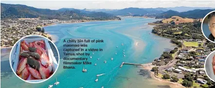  ?? ?? A chilly bin full of pink maomao was captured in a video in Tairua, shot by documentar­y filmmaker Mike Bhana.
Tairua residents blocked access to their main wharf and turned out in numbers after reports of an alleged ‘‘wholesale slaughter’’ of pink maomao. Inset, Ngati Hei kaumatua Joe Davis and Oceans and Fisheries Minister David Parker.