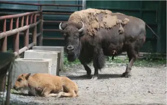  ?? VINCE TALOTTA/TORONTO STAR ?? A bison’s death is the latest in a series of high-profile incidents that have put High Park Zoo in the headlines.