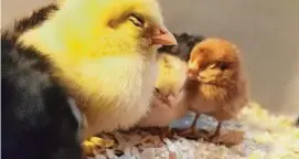  ?? ?? Chicks are selling out in feed stores across America as egg prices inspire backyard flocks.