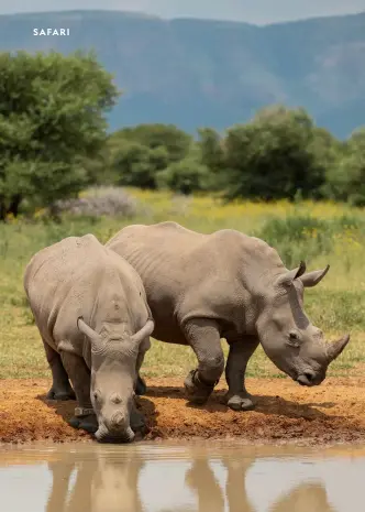  ?? ?? Above: Two rhinos at a watering hole, Marataba, South Africa