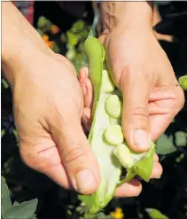  ?? PHOTOS: FILE. ?? Wendy says broad beans and peas can be sown still while some warmth remains in the soil, but not for much longer.