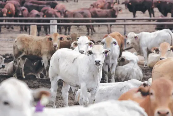  ??  ?? Cattle at an Australian Agricultur­al Company feedlot at Goonoo Station near Emerald. Its luxury beef products are performing strongly.