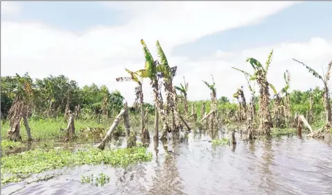  ??  ?? One of many plantain and banana farms that are still inundated