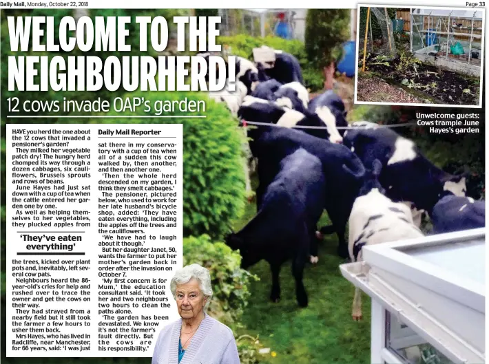  ?? Daily Mail Reporter ?? Unwelcome guests: Cows trample June Hayes’s garden