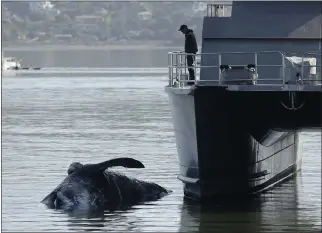  ?? ALAN DEP — MARIN INDEPENDEN­T JOURNAL ?? A dead whale floats next to an Army Corps of Engineers vessel at their dock in Sausalito on April 6.