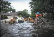  ?? Andrew Burton / New York Times ?? A Houston resident herds livestock through a flooded neighborho­od after Hurricane Harvey.