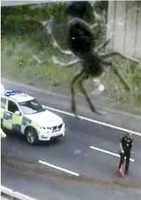  ?? Picture: SWNS ?? It’s behind you...a hairy moment with spider on the M5