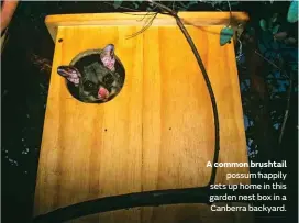  ??  ?? A common brushtail possum happily sets up home in this garden nest box in a Canberra backyard.