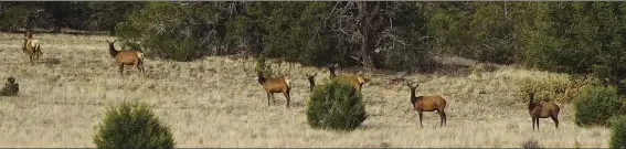  ??  ?? NEIGHBORS: Hay storage structures would have to keep the forage out of reach of local elk herds.