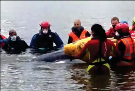  ??  ?? A distressed minke whale is helped by members of the British Divers Marine Life Rescue Picture: Natalia Tochenykh