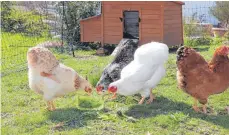  ?? ?? Die Zwerg-Wyandotten (Zwerghühne­r) der Familie Kühn haben alle unterschie­dliche Farben, damit sie gut auseinande­rgehalten werden können.