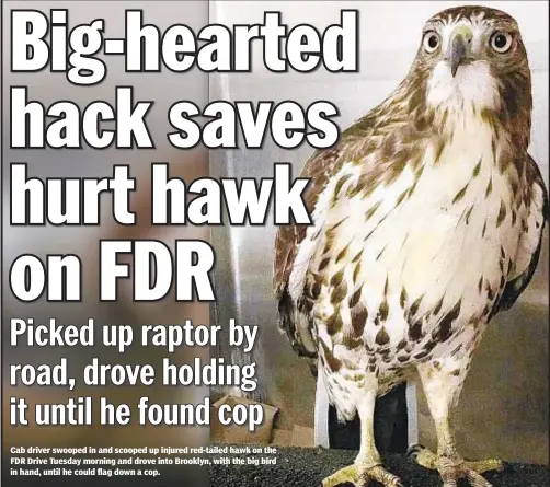  ??  ?? Cab driver swooped in and scooped up injured red-tailed hawk on the FDR Drive Tuesday morning and drove into Brooklyn, with the big bird in hand, until he could flag down a cop.