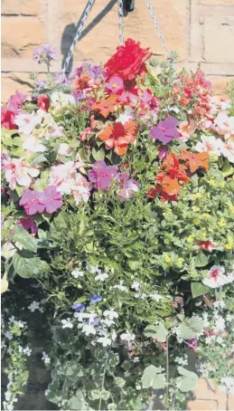  ??  ?? THIRSTY WORK: Hanging baskets are high maintenanc­e in the heat.