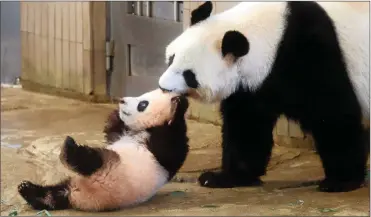  ?? PICTURE: AP ?? Tokyo’s baby panda, Xiang Xiang, melted the hearts of fans when she made her debut appearance along with her mother Shin Shin at Ueno Zoo yesterday.