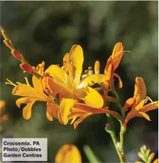  ?? ?? Crocosmia. PA Photo/Dobbies Garden Centres