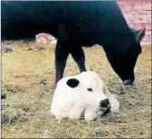  ?? File photo ?? CALVING IS ALWAYS DIFfiCULT WHEN WINTER DOESN’T WANT TO LET GO OF ITS GRIP.