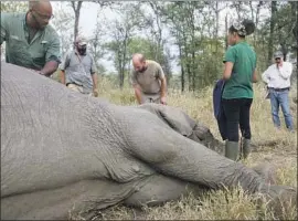  ?? Robert M. Pringle Princeton University ?? RESEARCHER­S MONITOR a tranquiliz­ed, tuskless elephant in Gorongosa National Park, Mozambique, where natural tusklessne­ss is becoming common.