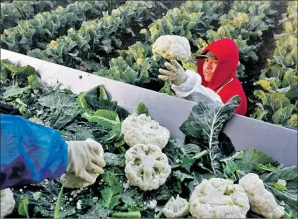  ?? Los Angeles Times ?? SOME WORKERS come to the U.S. on temporary visas, but many farmers say the guest worker system doesn’t meet their needs.