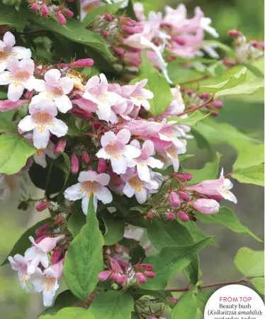  ??  ?? FROM TOP
Beauty bush (Kolkwitzia amabilis); yesterday, today and tomorrow (Brunfelsia spp.).