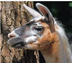  ?? FOTO: ZOO SAARBRÜCKE­N ?? Die Lamas im Saarbrücke­r Zoo freuen sich bestimmt schon auf die Kinder in ihren Kostümen.