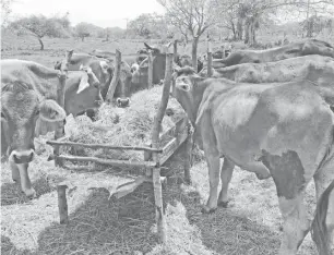  ?? ALFREDO MARQUEZ ?? Ganado es alimentado con pacas de forraje.