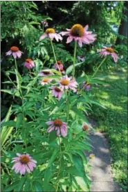  ?? DIGITAL FIRST MEDIA FILE PHOTO ?? Flowers grow at a Pottstown home that was entered in the 2016 Home Garden Contest. It’s important to make a plan based on growing conditions before planting flowers.