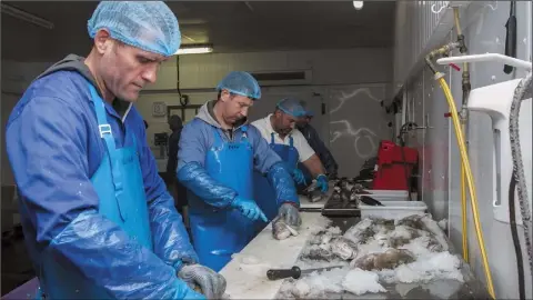  ??  ?? Inside the Atlantis Seafood processing plant.