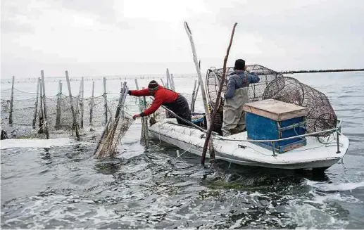  ?? Photos: Pierre Gautheron ?? Des pêcheurs installent la «charfia», un dispositif qui piège les poissons dans une nasse. Mais depuis quelque temps, les nasses sont étrangemen­t vides: le crabe «Daech» mange tout, et endommage même la charfia.