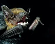  ??  ?? Il pipistrell­o Ha trovato casa tra solai e sottotetti