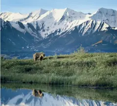  ??  ?? Opening image: Holland America Line’s Oosterdam at Hubbard Glacier. Clockwise from right: A bear reflects; The Eurodam off Discovery Point, Seattle, © Steve Schimmelma­n.