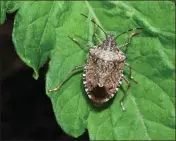  ?? GETTY IMAGES ?? Stink bugs characteri­stically deposit their eggs on the underside of leaves in clusters. This stink bug was found on the leaf of a young tomato plant.