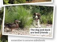  ??  ?? The dog and duck are best friends