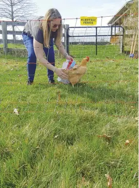  ??  ?? Some chicken owners worry about electric fencing harming their flock, but a pulsing electric fence is of little danger to your feathered friends. These fences deliver a momentary shock that encourages the hen to back off the fence; it won’t continuall­y shock her.