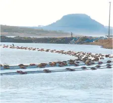  ?? FOTOS: RAÚL PALACIOS ?? DRAMA. La panorámica no deja dudas, el nivel de agua que almacena Cerro Prieto está muy bajo, lo que podría complicar la crisis hídrica.