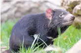  ?? DEAN HANSON/JOURNAL ?? Eight-year-old Tasmanian devil Makayla, pictured here in 2014, died from natural causes earlier this week at the ABQ BioPark Zoo.