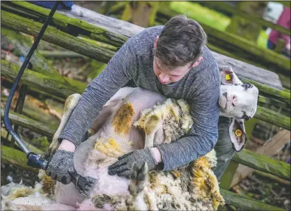  ??  ?? A sheep shearer works on a sheep.